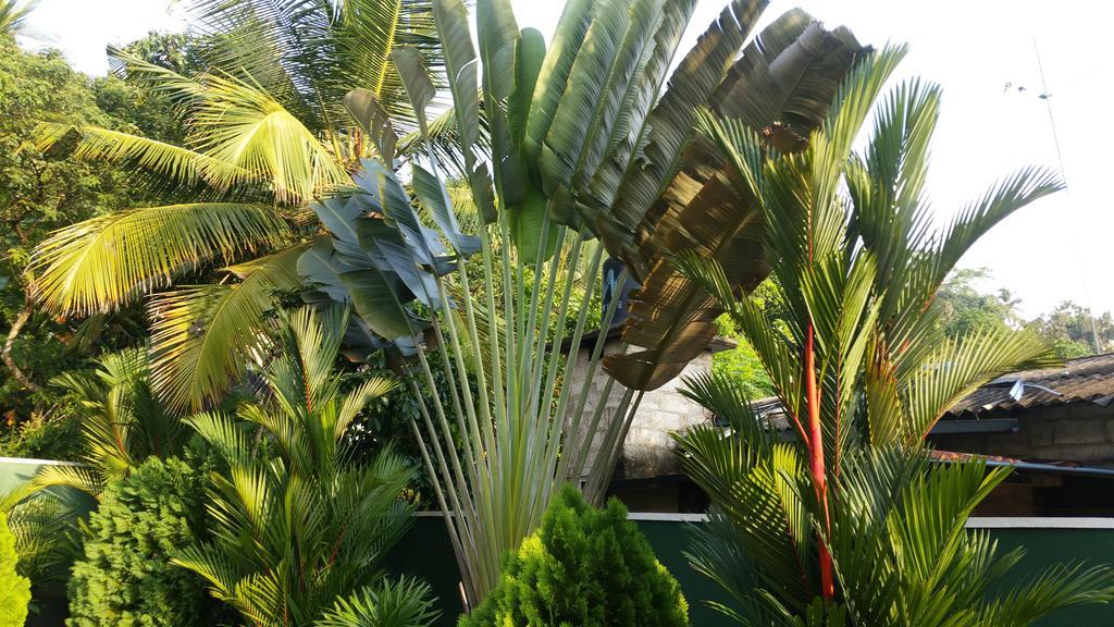 Coral Palm Villa And Apartment Unawatuna Exterior foto